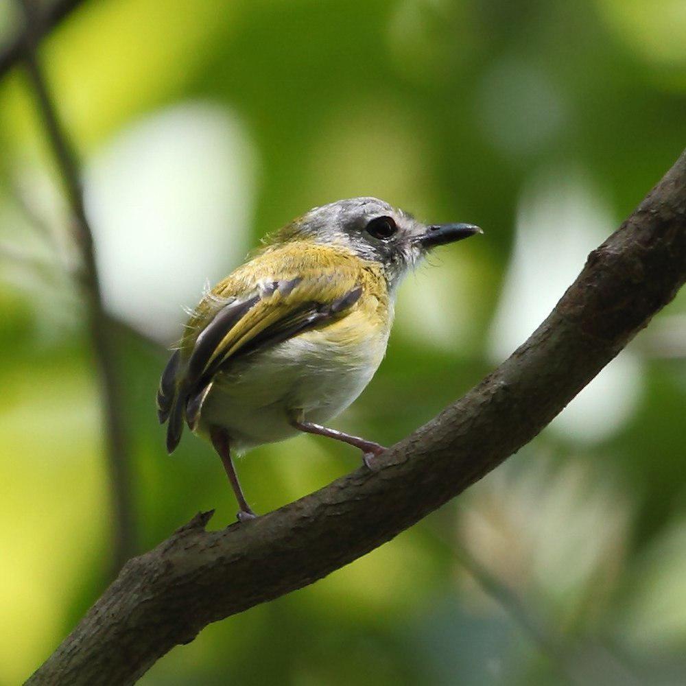 短尾侏霸鹟 / Short-tailed Pygmy Tyrant / Myiornis ecaudatus