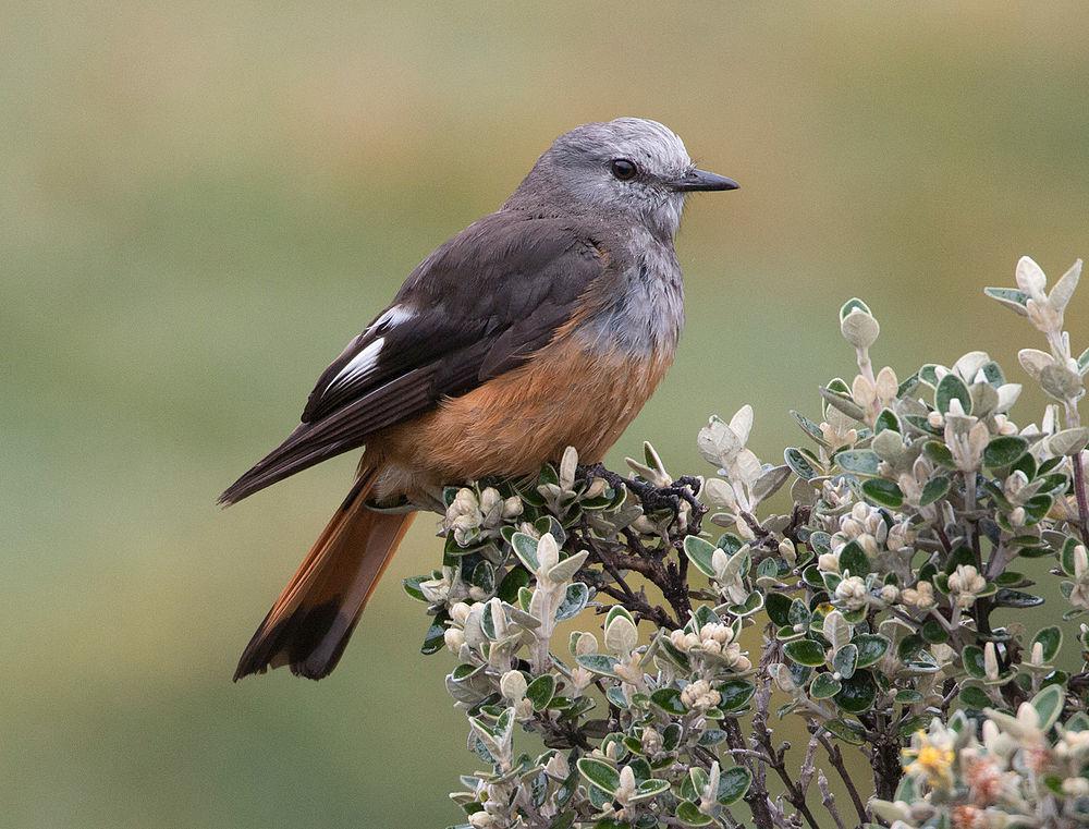 红腰丛霸鹟 / Red-rumped Bush Tyrant / Cnemarchus erythropygius