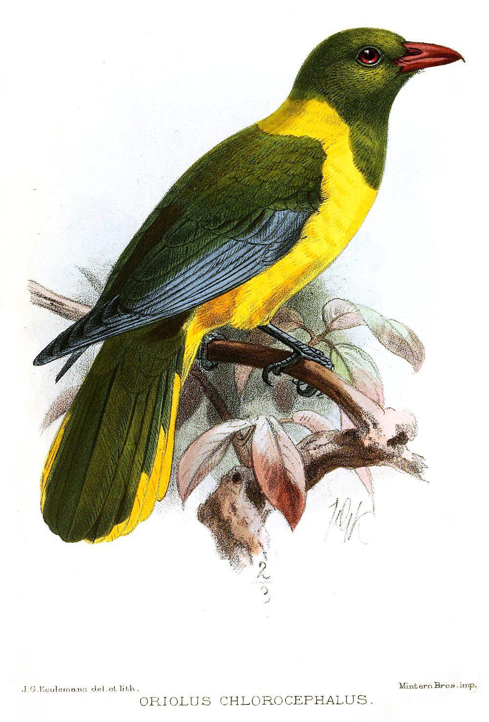 绿头黄鹂 / Green-headed Oriole / Oriolus chlorocephalus