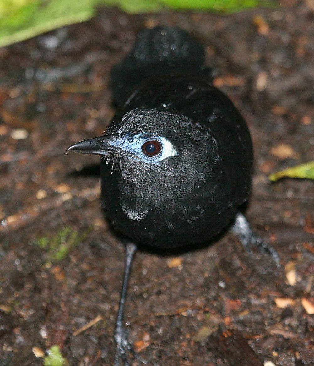 泽氏蚁鸟 / Zeledon\'s Antbird / Hafferia zeledoni