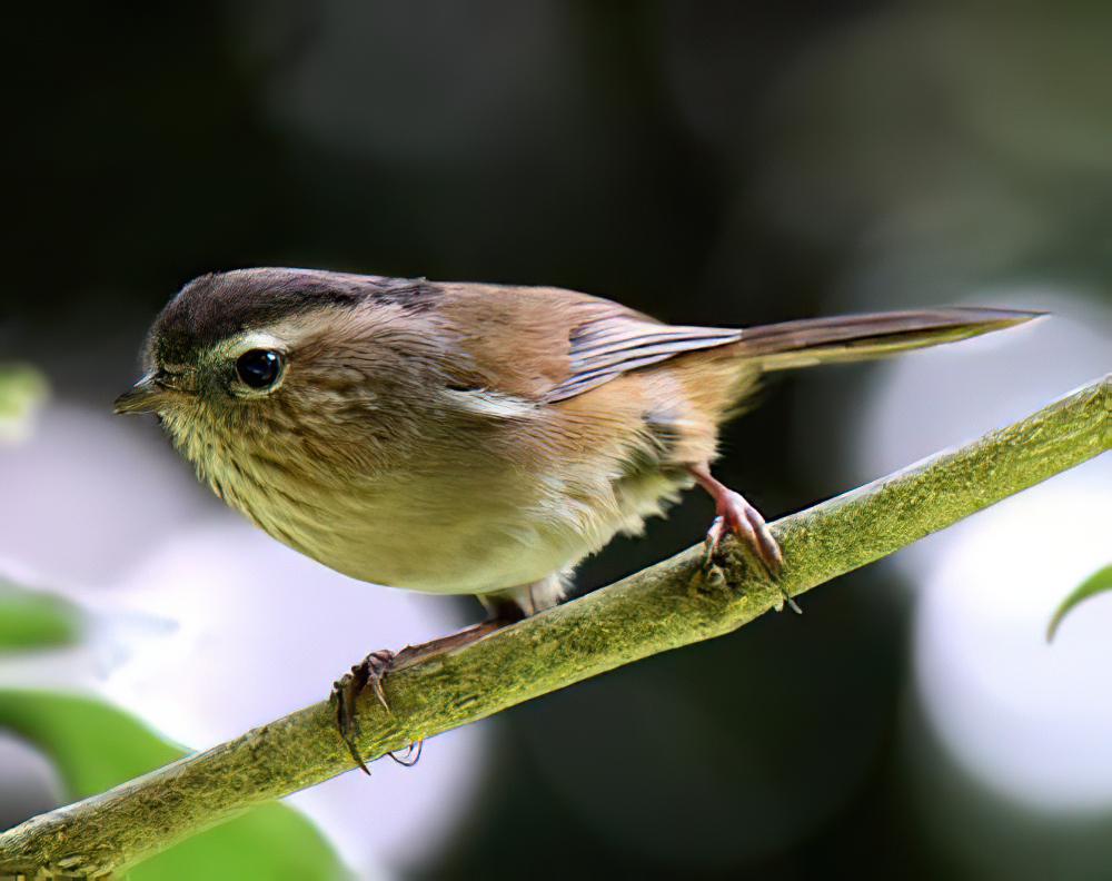 印支雀鹛 / Indochinese Fulvetta / Fulvetta danisi