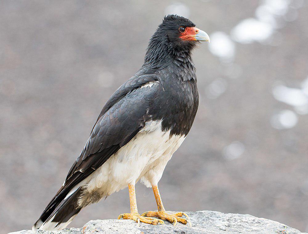 山地巨隼 / Mountain Caracara / Phalcoboenus megalopterus