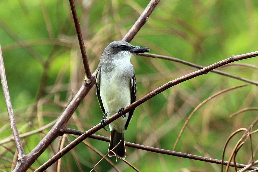 灰王霸鹟 / Grey Kingbird / Tyrannus dominicensis