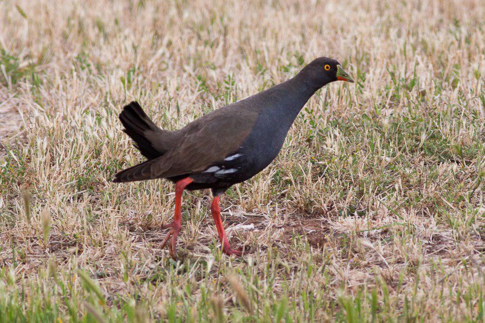 黑尾水鸡 / Black-tailed Nativehen / Tribonyx ventralis