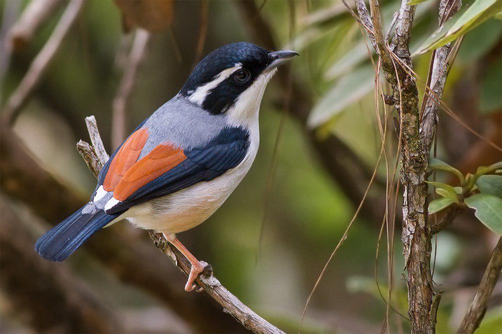 喜马拉雅鵙鹛 / Himalayan Shrike-babbler / Pteruthius ripleyi