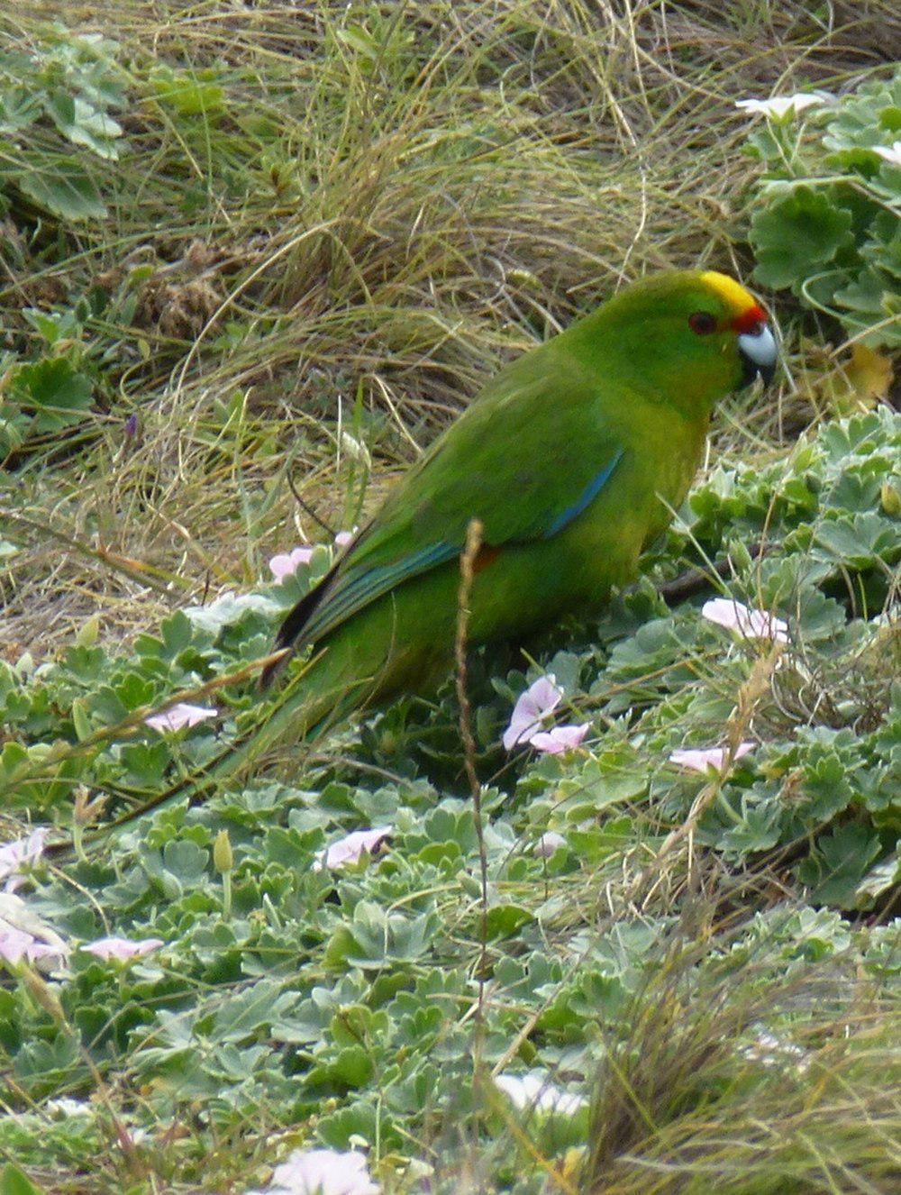 查岛鹦鹉 / Chatham Parakeet / Cyanoramphus forbesi