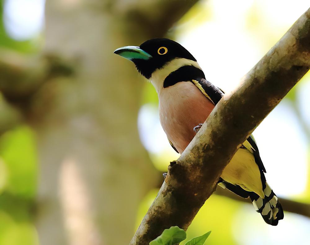 黑黄阔嘴鸟 / Black-and-yellow Broadbill / Eurylaimus ochromalus