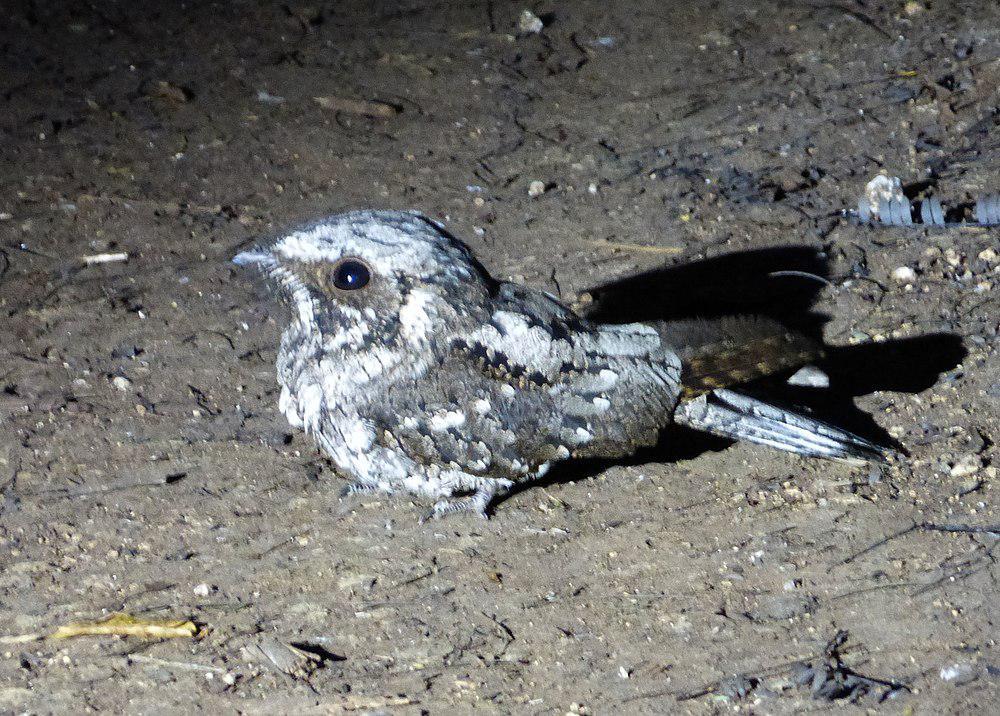 古巴夜鹰 / Cuban Nightjar / Antrostomus cubanensis