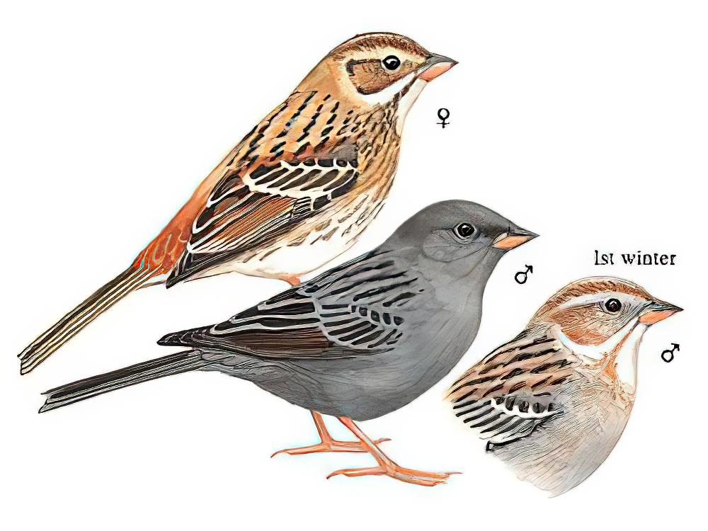 灰鹀 / Grey Bunting / Emberiza variabilis