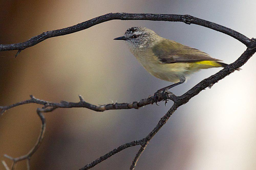 黄尾刺嘴莺 / Yellow-rumped Thornbill / Acanthiza chrysorrhoa