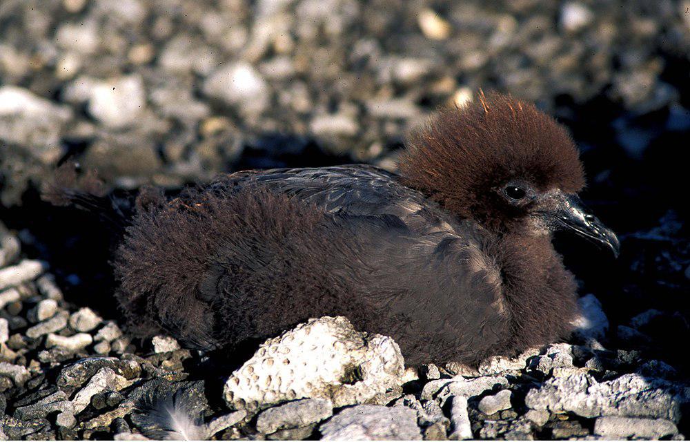 墨氏圆尾鹱 / Murphy\'s Petrel / Pterodroma ultima