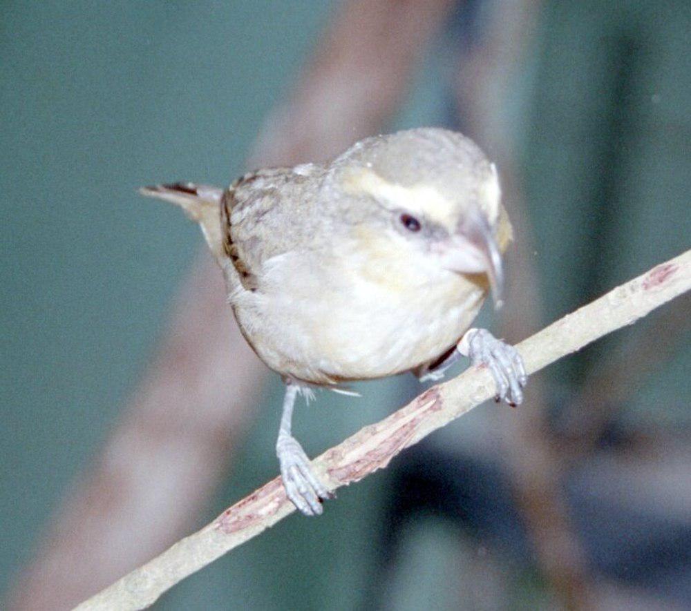 毛岛鹦嘴雀 / Maui Parrotbill / Pseudonestor xanthophrys