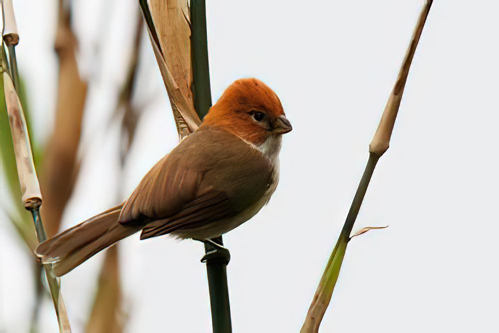 白胸鸦雀 / White-breasted Parrotbill / Psittiparus ruficeps