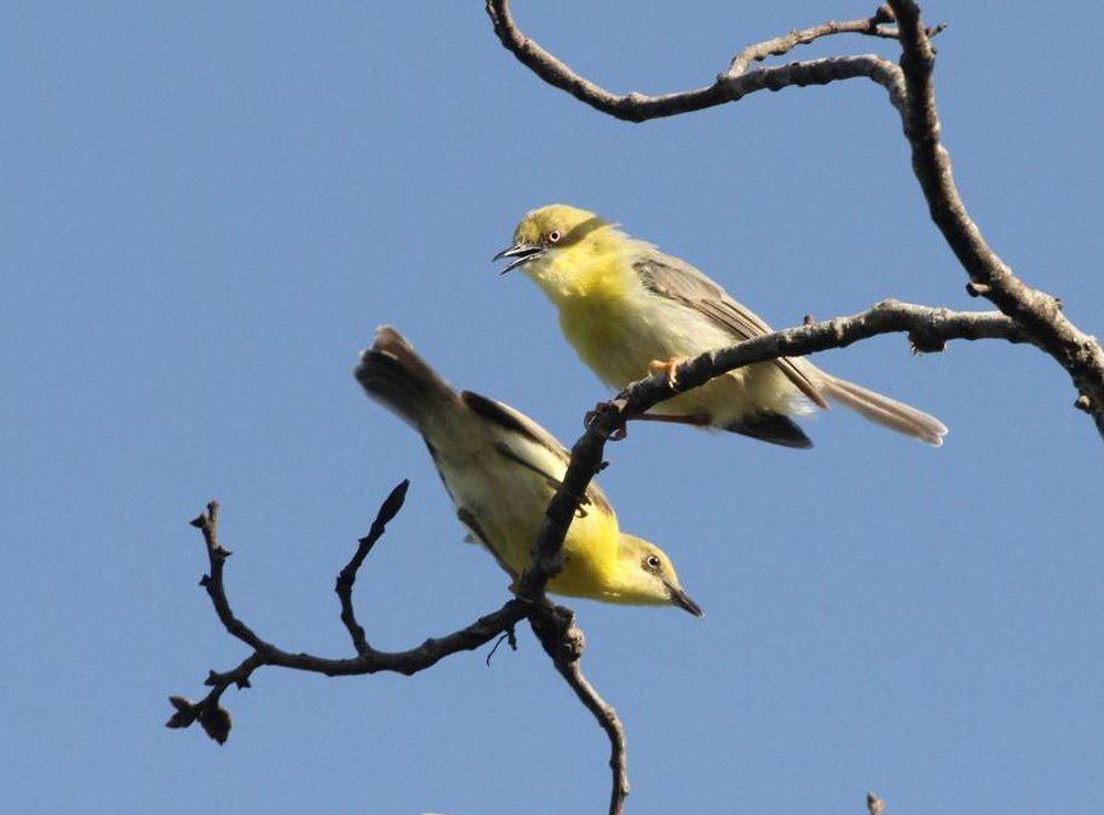 绿顶孤莺 / Green-capped Eremomela / Eremomela scotops