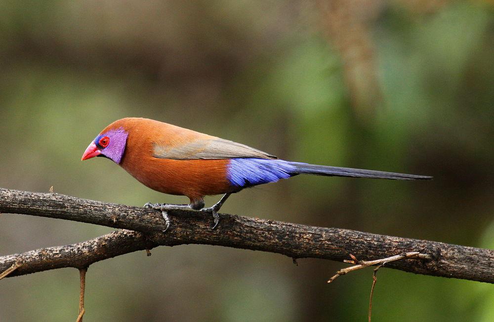 紫耳蓝饰雀 / Violet-eared Waxbill / Granatina granatina