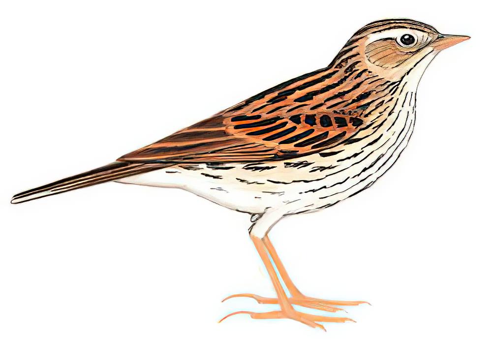 山鹨 / Upland Pipit / Anthus sylvanus