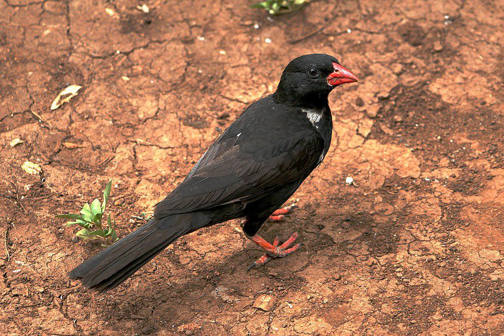 红嘴牛文鸟 / Red-billed Buffalo Weaver / Bubalornis niger