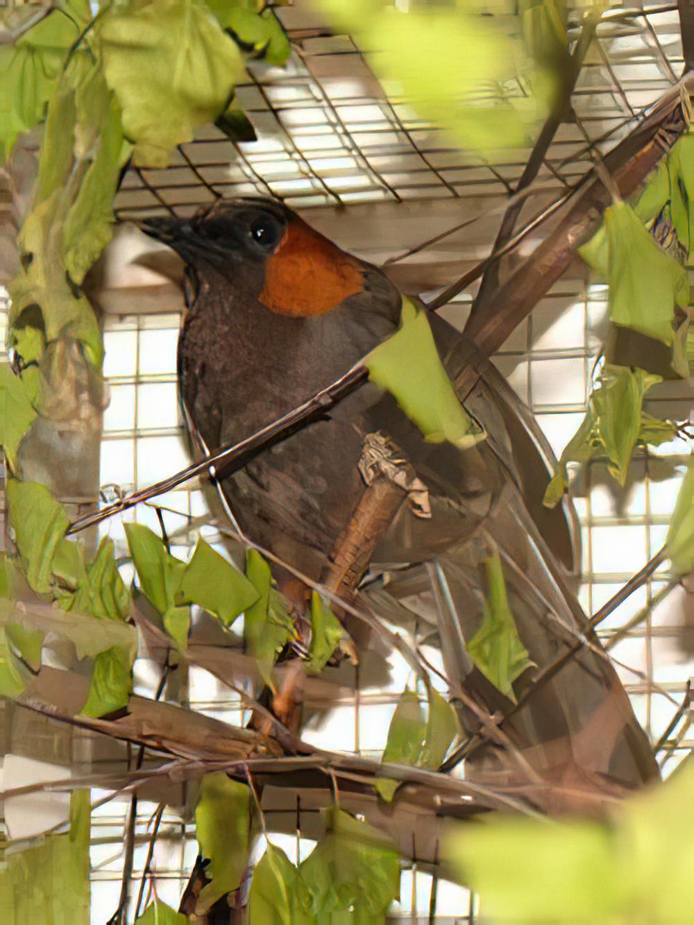 栗颊噪鹛 / Rufous-cheeked Laughingthrush / Garrulax castanotis