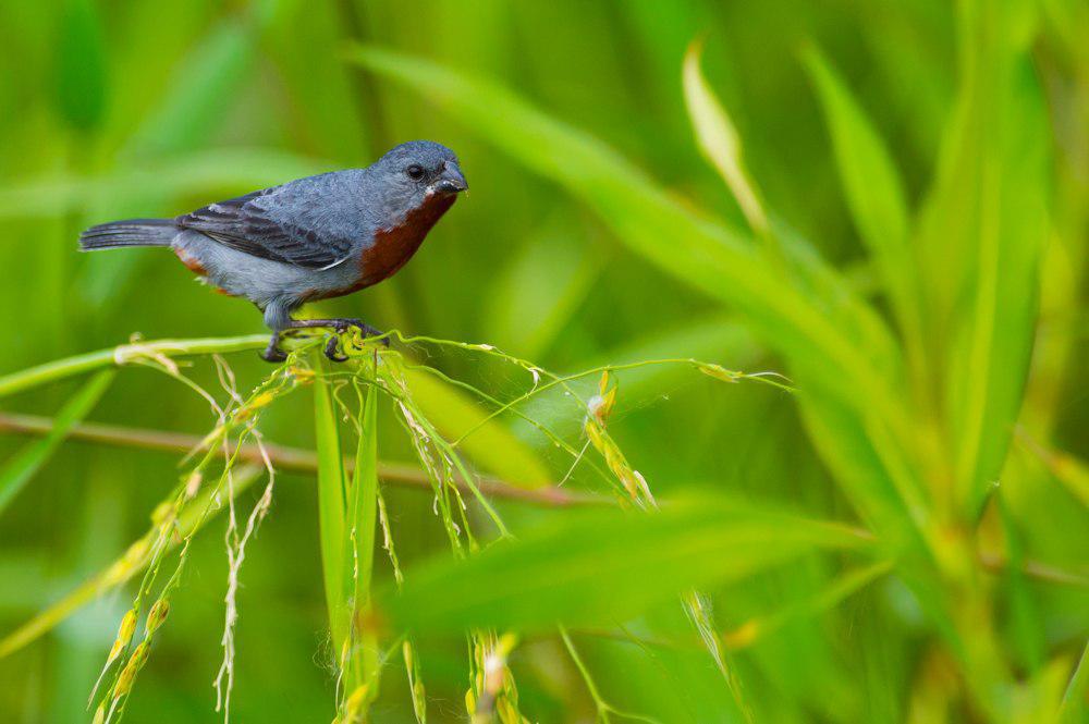 栗腹食籽雀 / Chestnut-bellied Seedeater / Sporophila castaneiventris