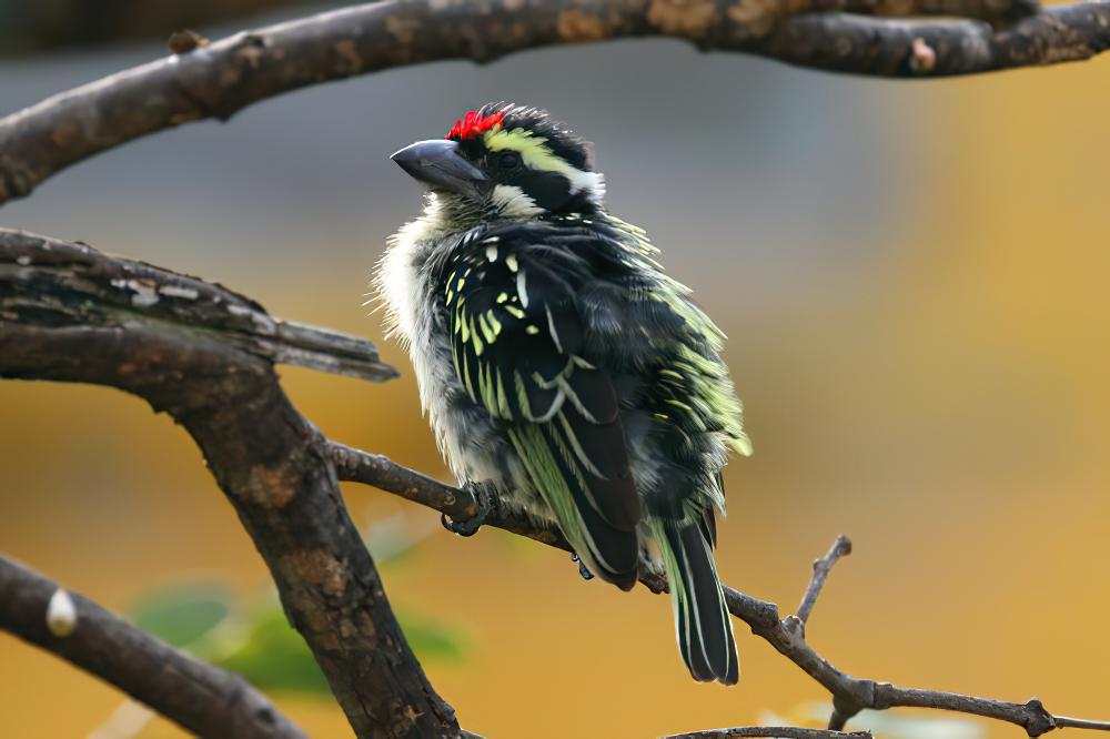 红额拟䴕 / Red-fronted Barbet / Tricholaema diademata