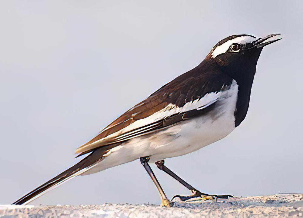 大斑鹡鸰 / White-browed Wagtail / Motacilla maderaspatensis