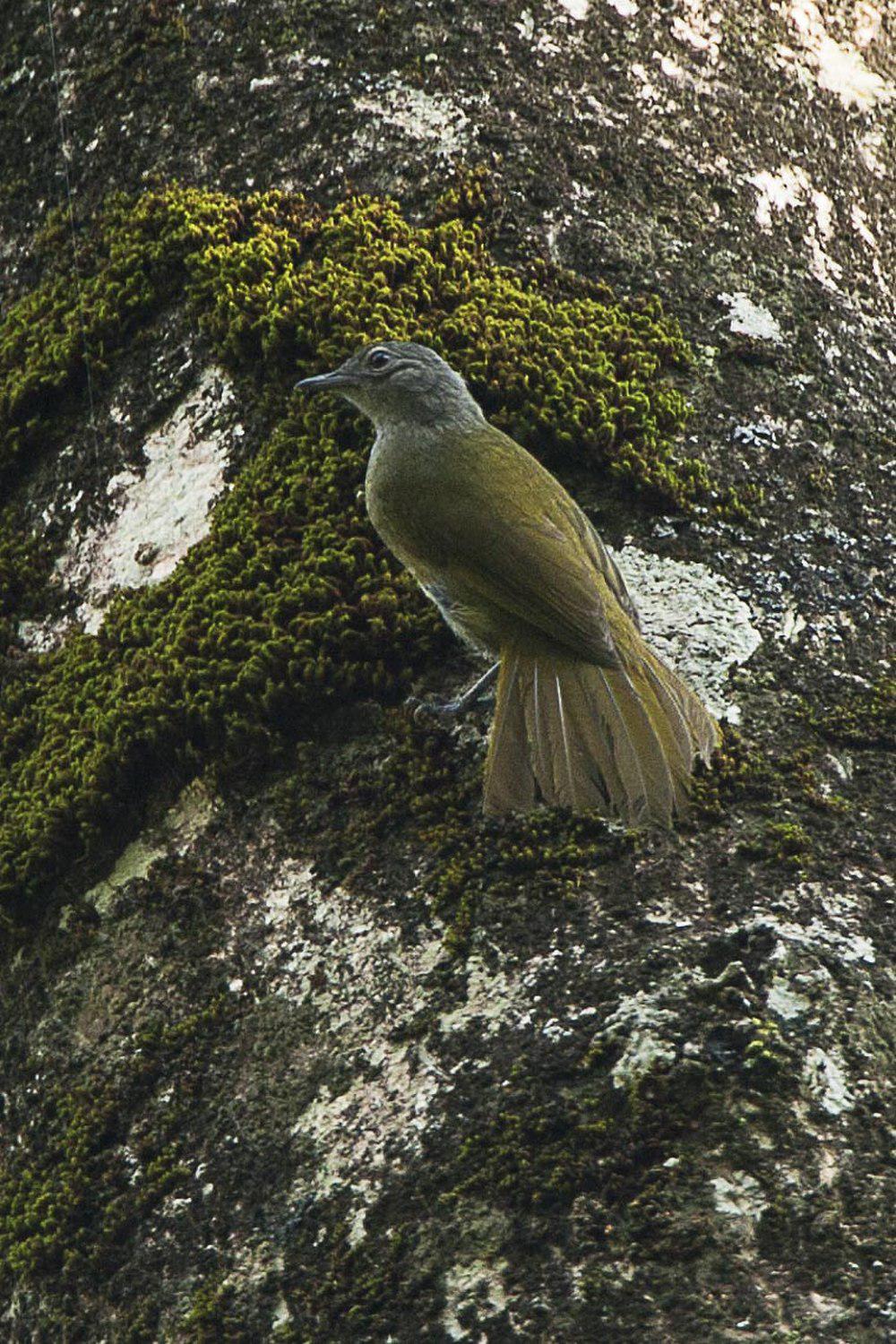 卡卡梅加绿鹎 / Kakamega Greenbul / Arizelocichla kakamegae