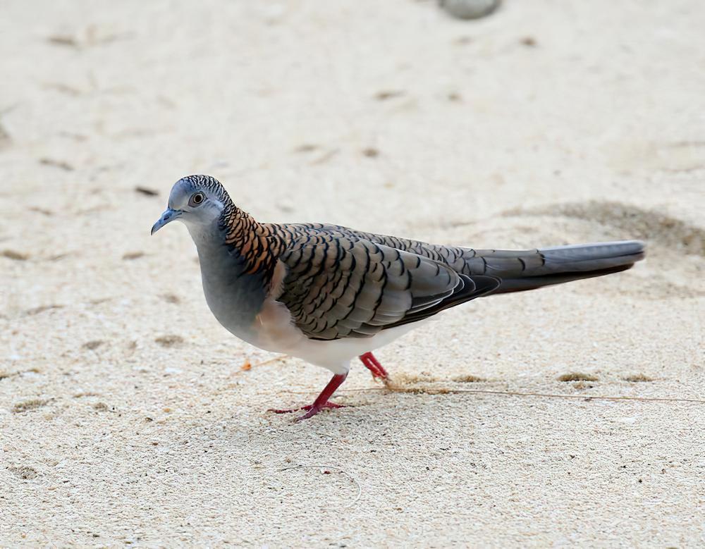 斑肩姬地鸠 / Bar-shouldered Dove / Geopelia humeralis