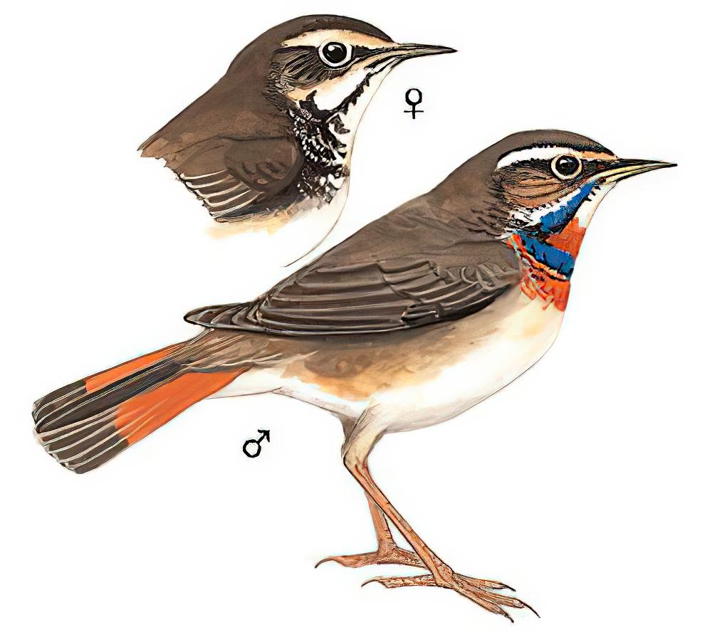 蓝喉歌鸲 / Bluethroat / Luscinia svecica