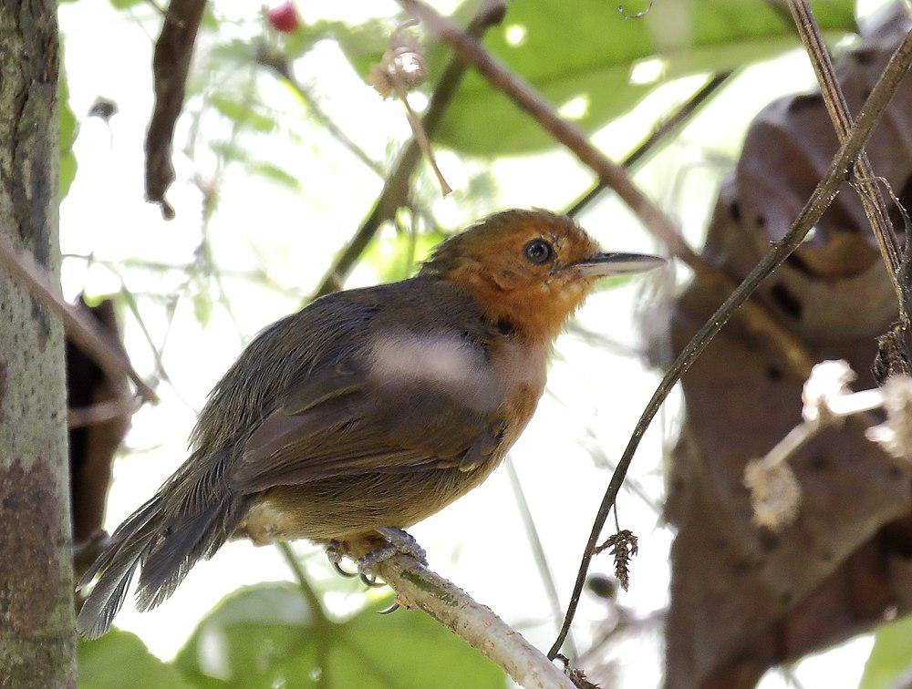 河岸蚁鸟 / Riparian Antbird / Cercomacroides fuscicauda