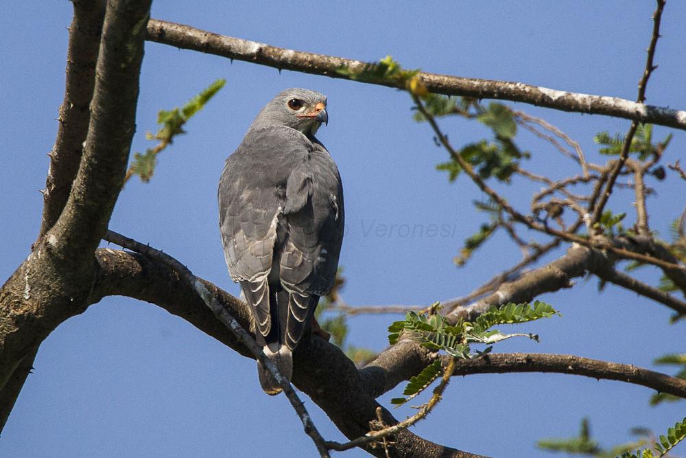 食晰鵟 / Lizard Buzzard / Kaupifalco monogrammicus