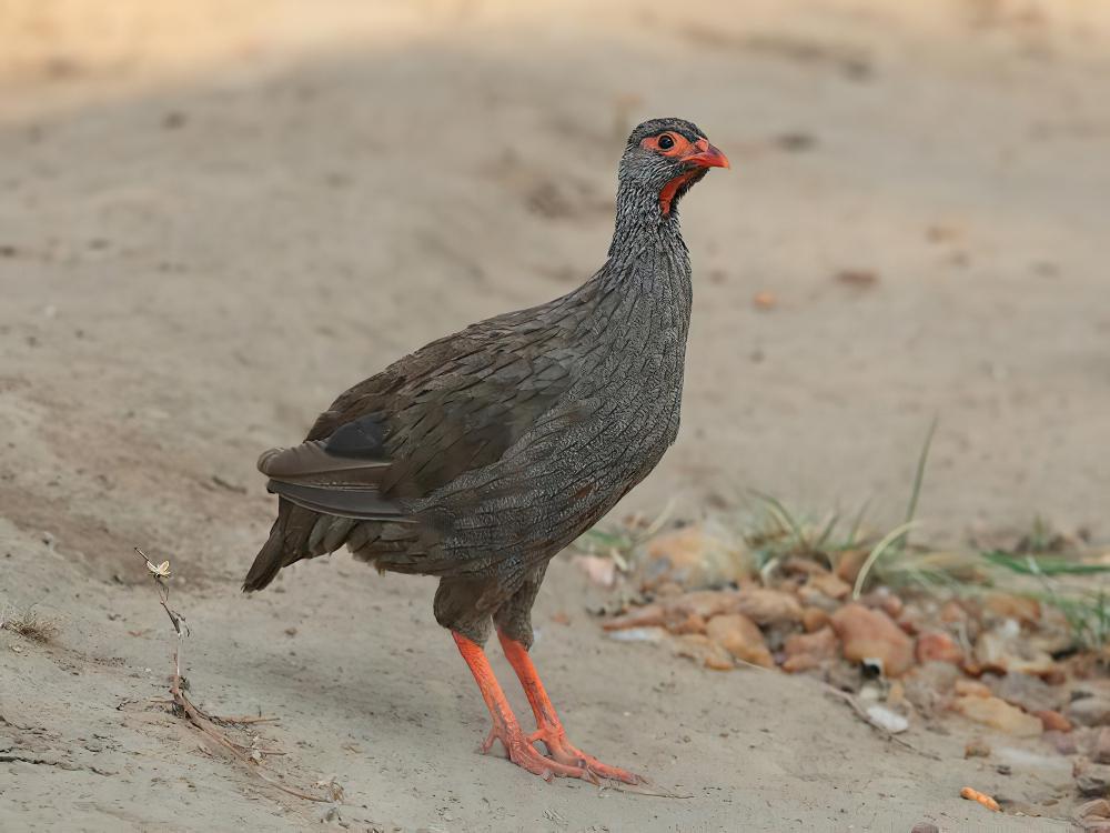 裸喉鹧鸪 / Red-necked Spurfowl / Pternistis afer