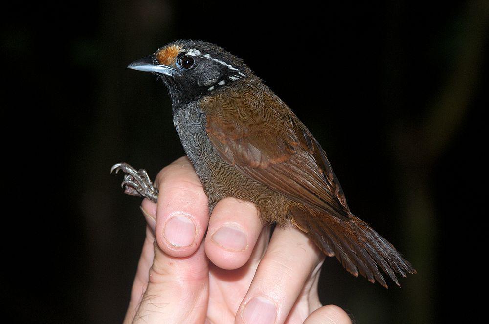 白耳穗鹛 / White-necked Babbler / Stachyris leucotis