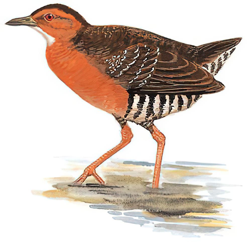 斑胁田鸡 / Band-bellied Crake / Zapornia paykullii