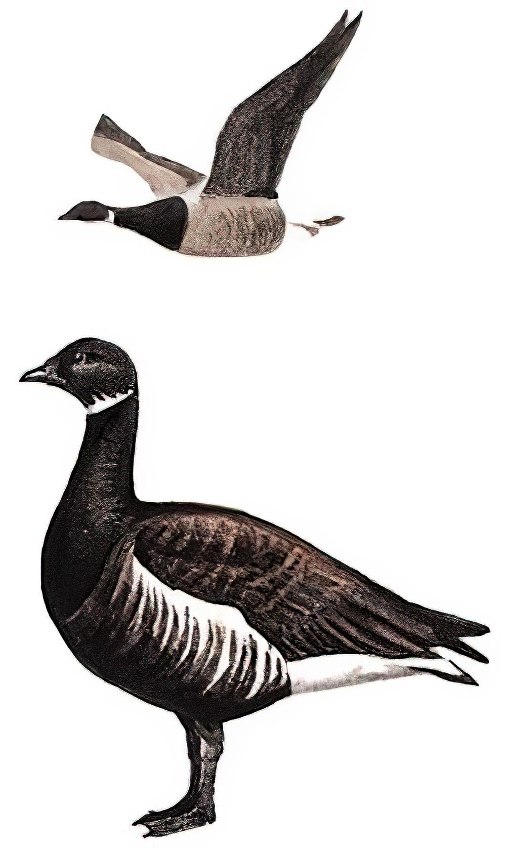 黑雁 / Brant Goose / Branta bernicla