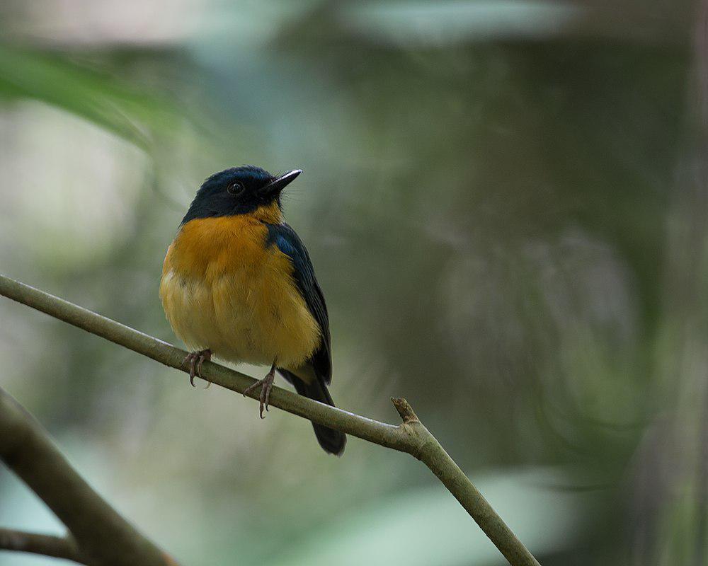 塔岛仙鹟 / Tanahjampea Blue Flycatcher / Cyornis djampeanus