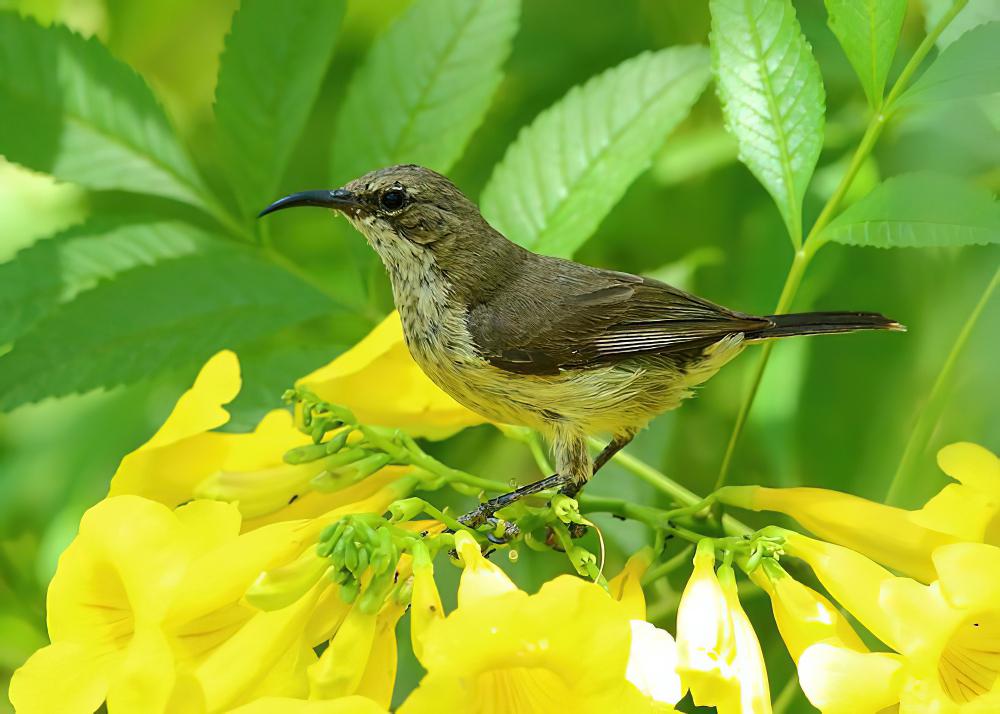 紫斑花蜜鸟 / Purple-banded Sunbird / Cinnyris bifasciatus