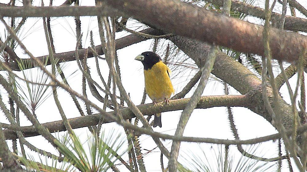 黑冠锡嘴雀 / Hooded Grosbeak / Hesperiphona abeillei