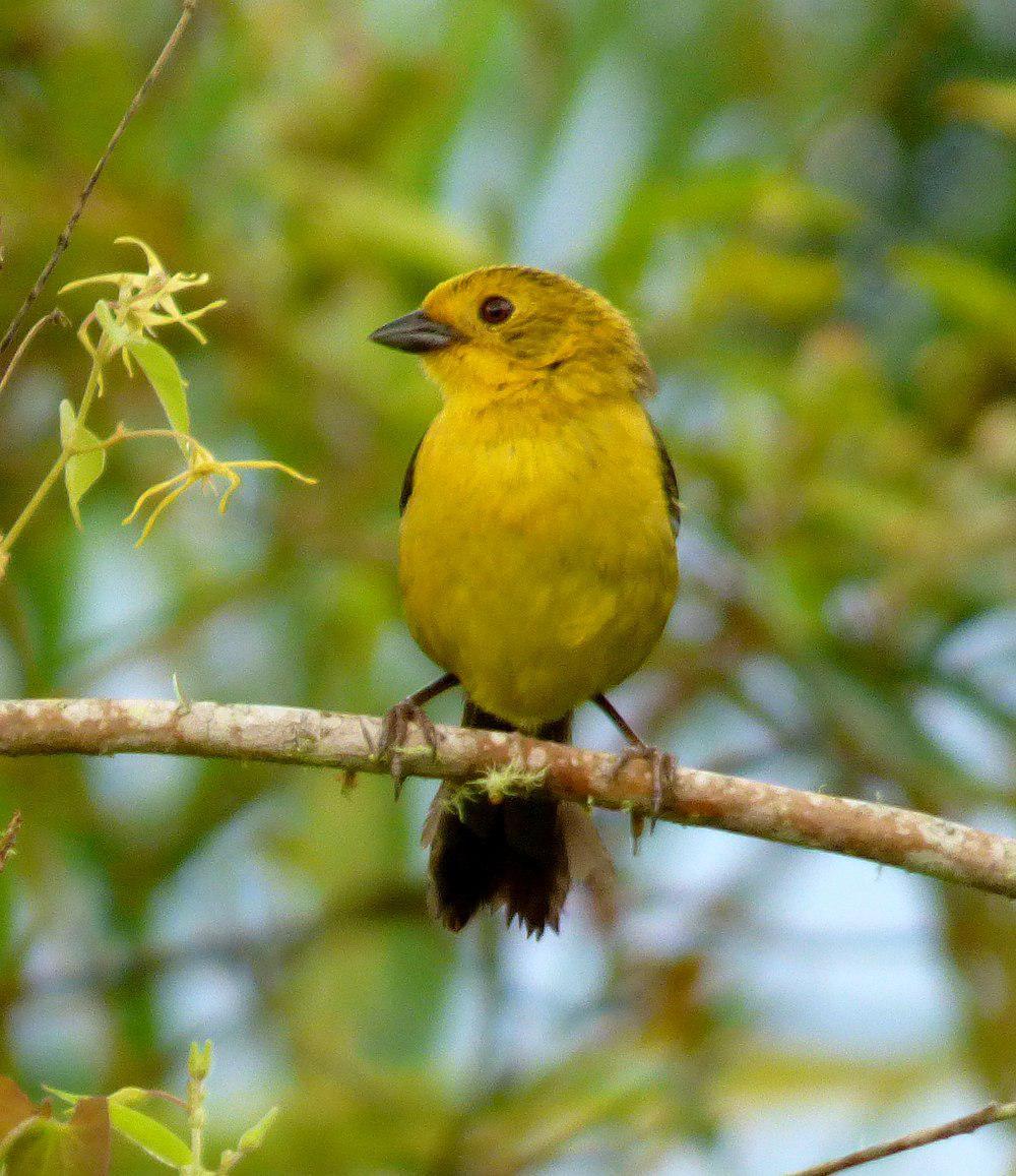 绿头薮雀 / Yellow-headed Brushfinch / Atlapetes flaviceps