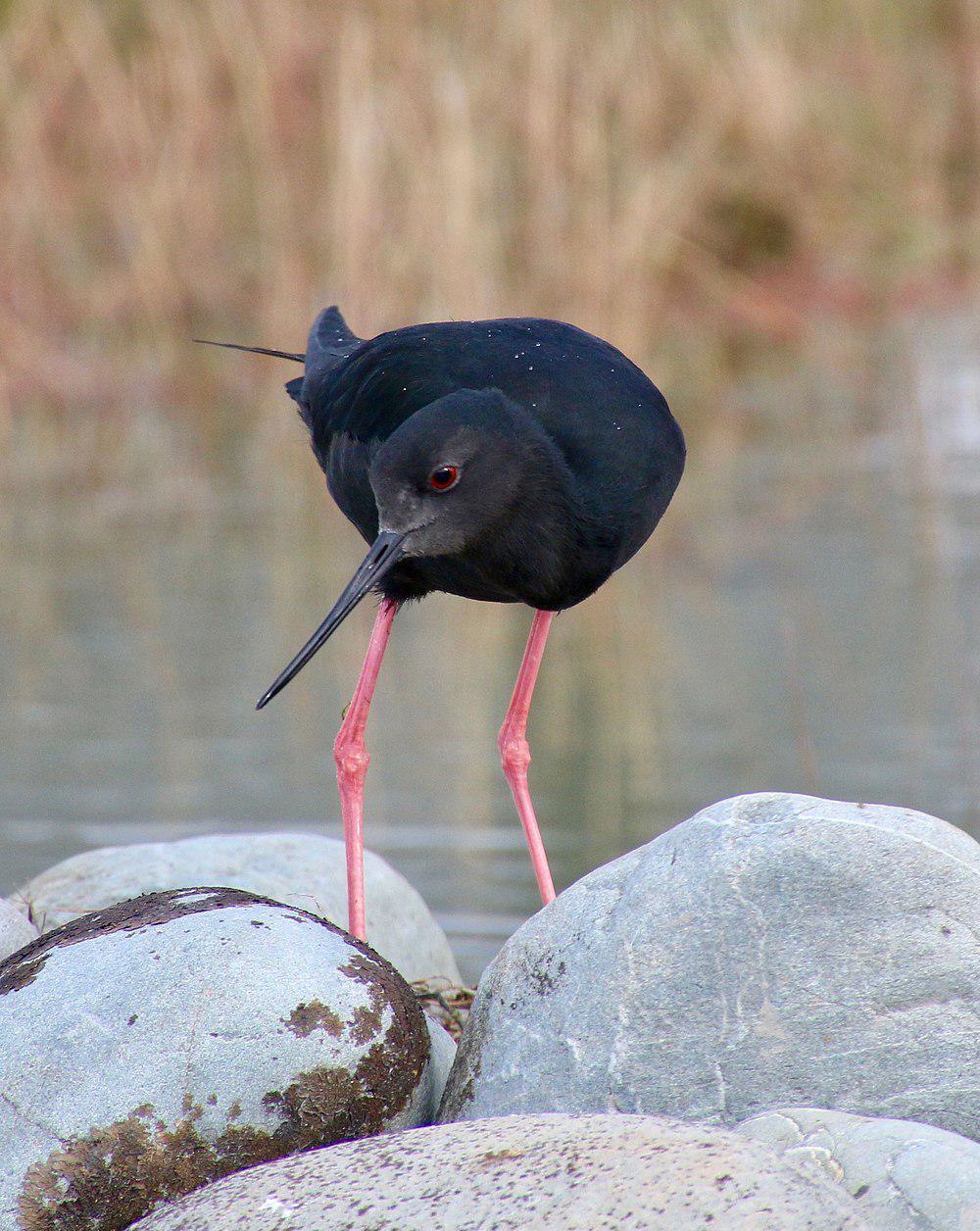 黑长脚鹬 / Black Stilt / Himantopus novaezelandiae