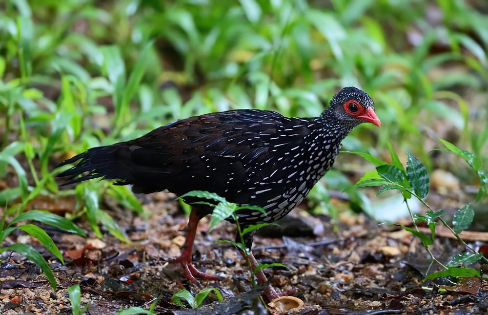 斯里兰卡鸡鹑 / Sri Lanka Spurfowl / Galloperdix bicalcarata