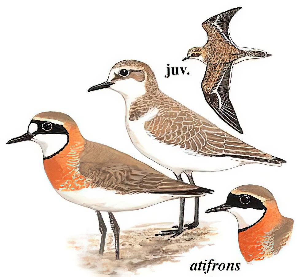 蒙古沙鸻 / Lesser Sand Plover / Charadrius mongolus