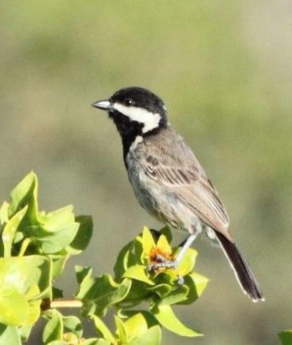 灰山雀 / Grey Tit / Melaniparus afer