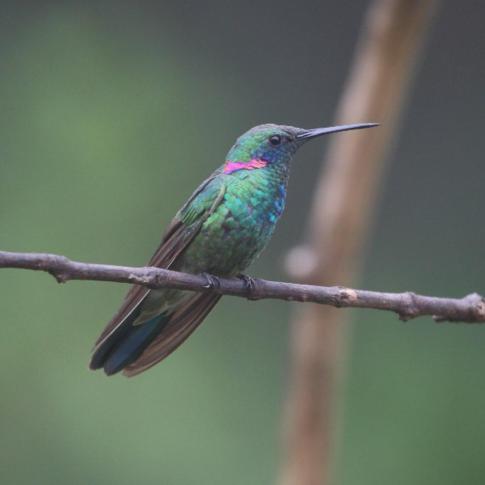 白腹紫耳蜂鸟 / White-vented Violetear / Colibri serrirostris