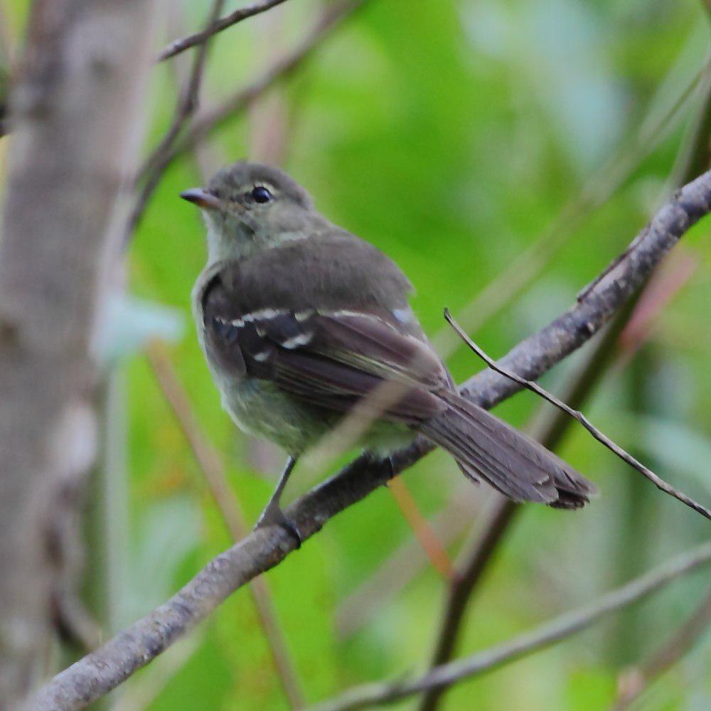 高原拟霸鹟 / Highland Elaenia / Elaenia obscura