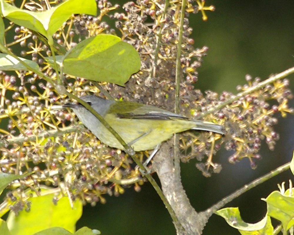 灰喉绣眼鸟 / Grey-throated White-eye / Zosterops rendovae