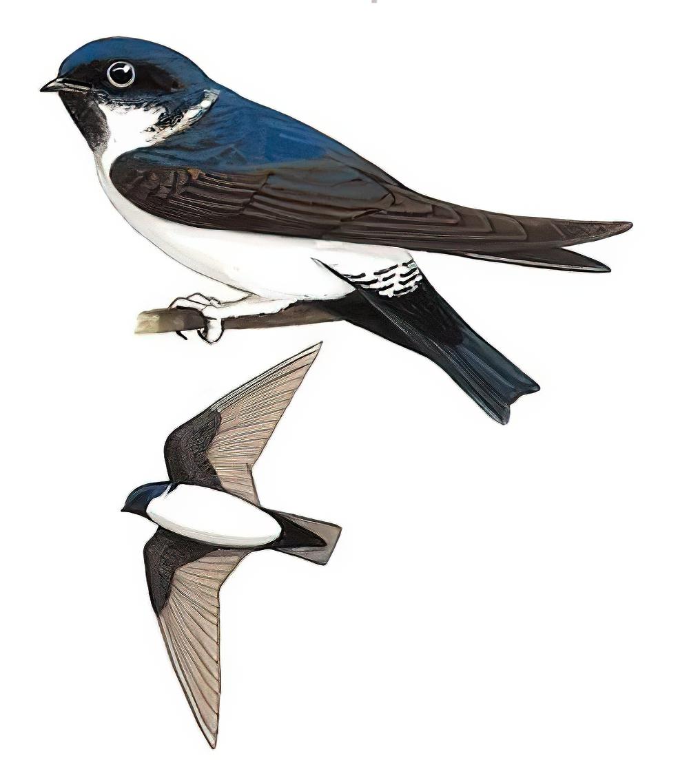 黑喉毛脚燕 / Nepal House Martin / Delichon nipalense