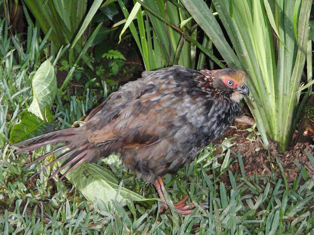 黄顶林鹑 / Buffy-crowned Wood Partridge / Dendrortyx leucophrys