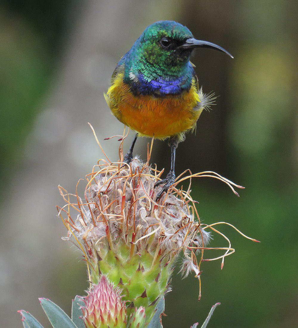 橙胸花蜜鸟 / Orange-breasted Sunbird / Anthobaphes violacea