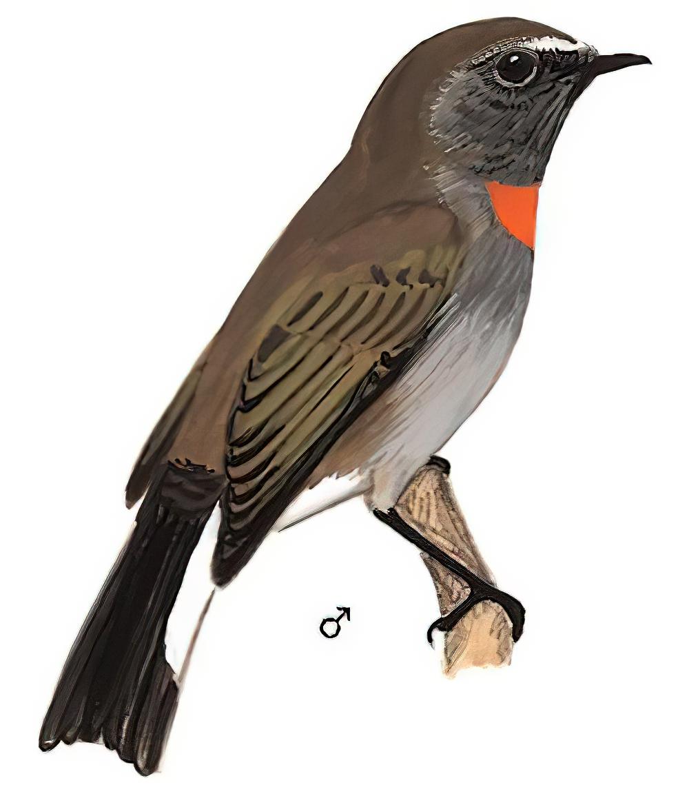 橙胸姬鹟 / Rufous-gorgeted Flycatcher / Ficedula strophiata