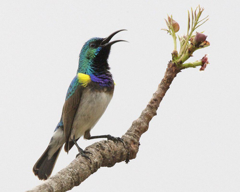 白腹花蜜鸟 / White-bellied Sunbird / Cinnyris talatala